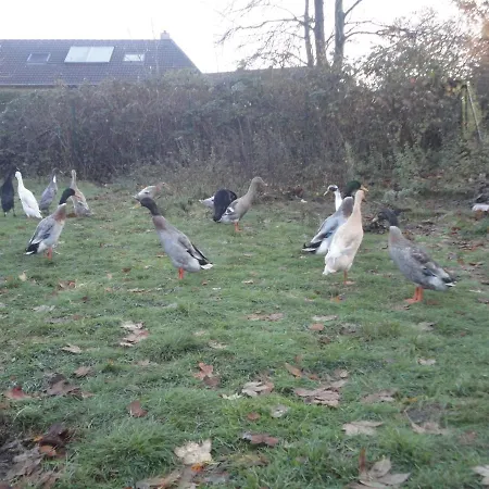 Ponderosa-huette Im Wald Hébergement de vacances