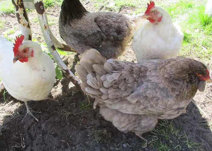 Ponderosa-hütte Im Wald